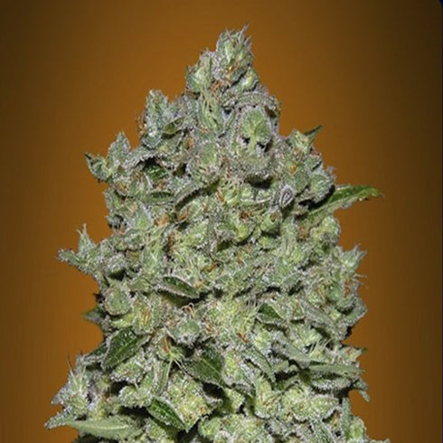 Advanced Seeds - Biodiesel Mass Auto